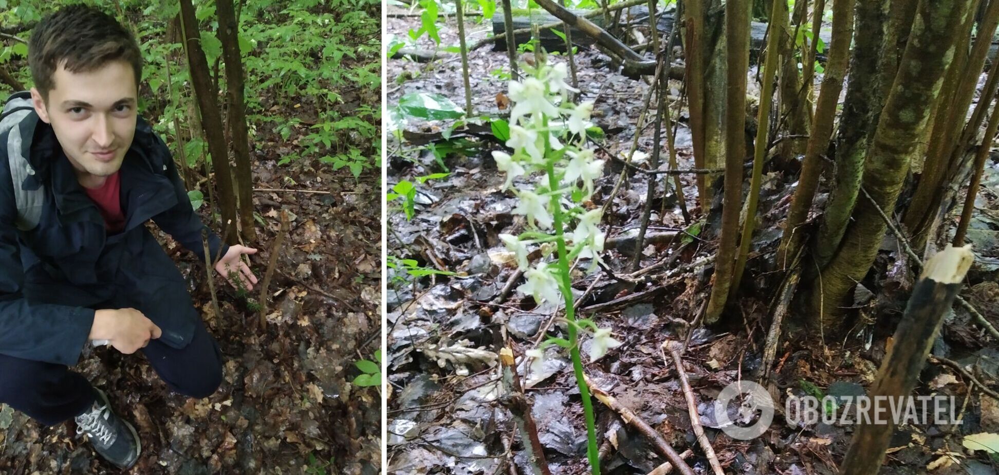 Рослина є сучасницею мамонтів