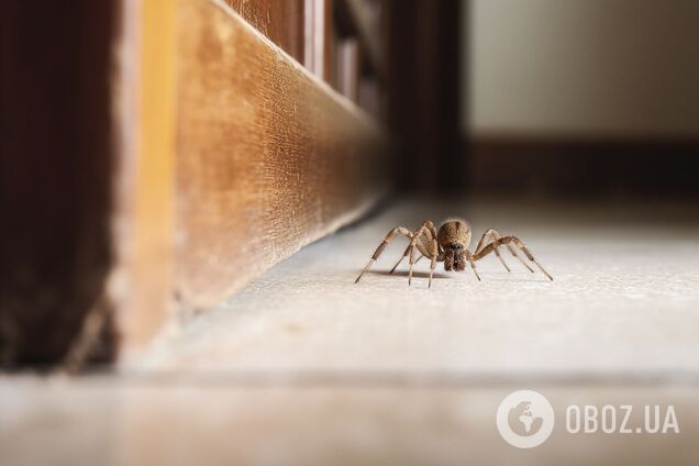 Как без химии защитить дом от пауков и муравьев: барьерный метод, который обойдется в копейки