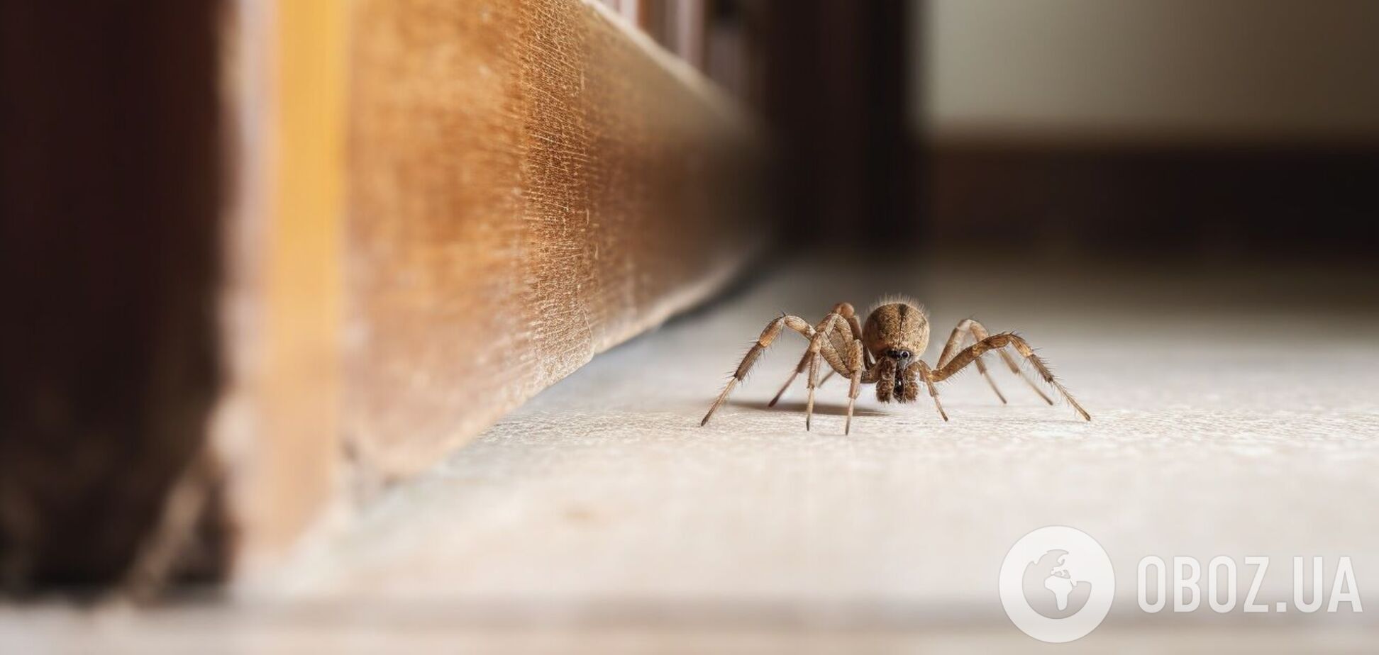 Як без хімії захистити дім від павуків та мурах: бар'єрний метод, який обійдеться у копійки