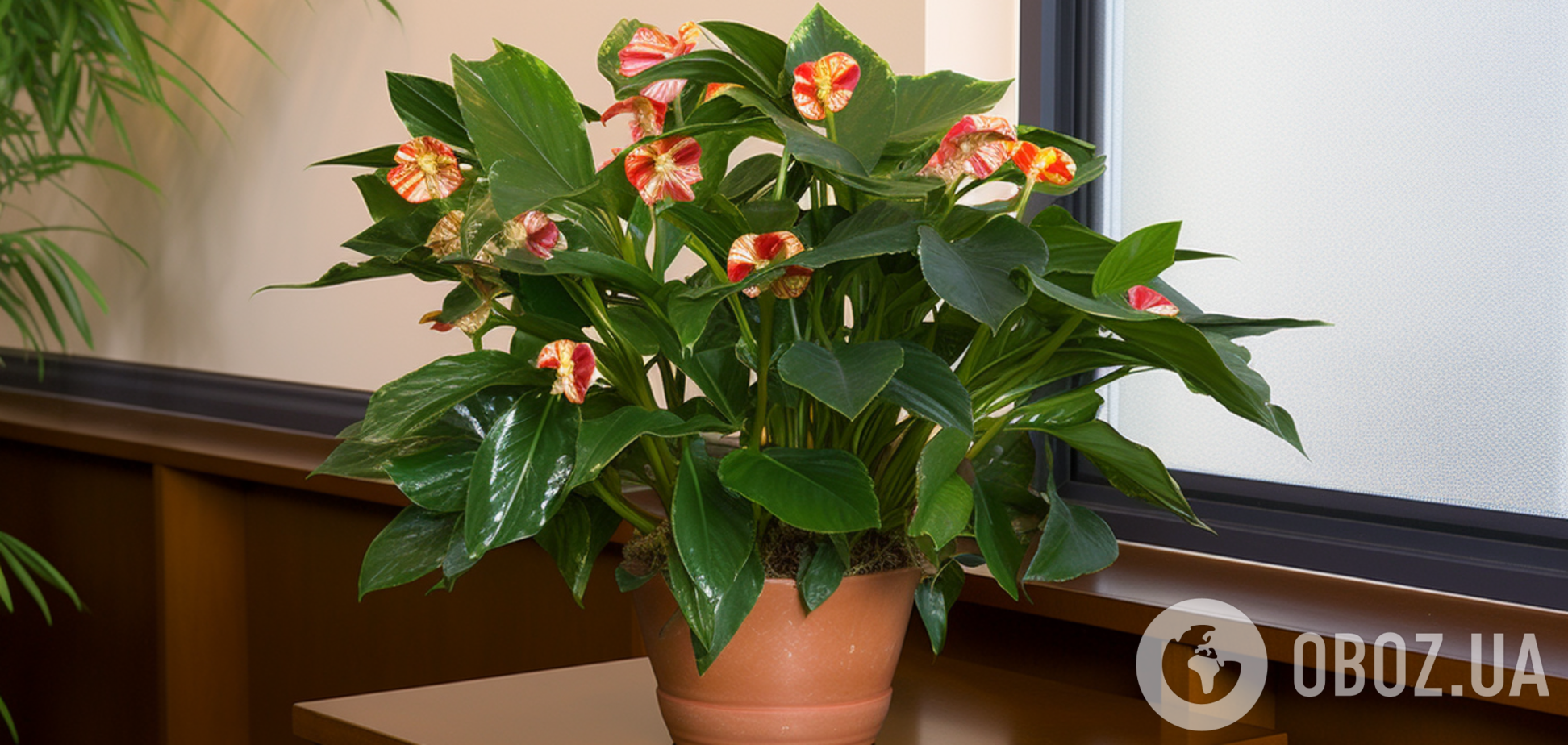 Зроблять дім яскравим: найкращі домашні рослини, які постійно цвітуть і не завдають клопоту