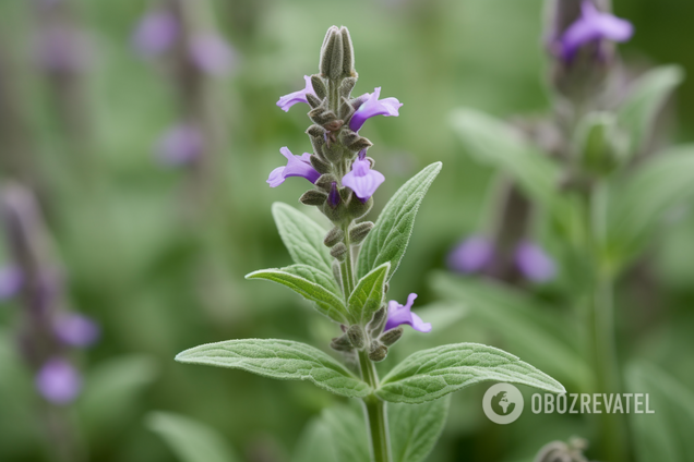 Як назвати українською 'шалфей': пояснення