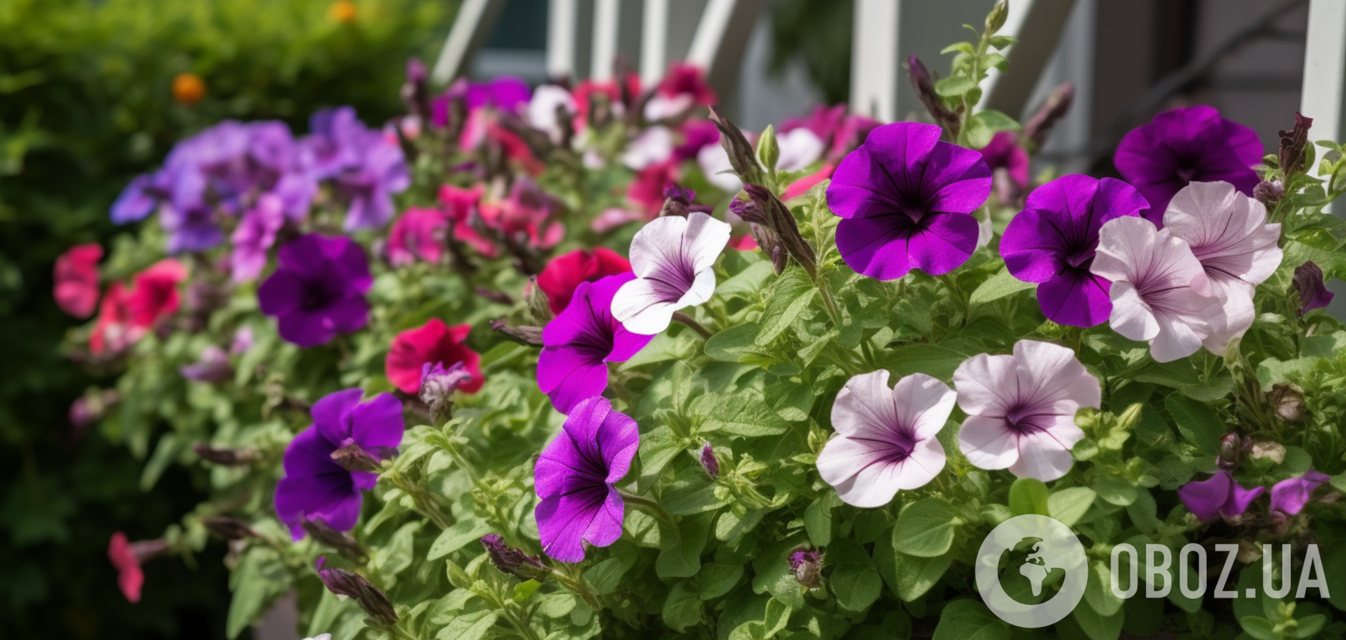 Квітнутиме до морозів: секрети, як повернути до життя навіть найслабшу петунію