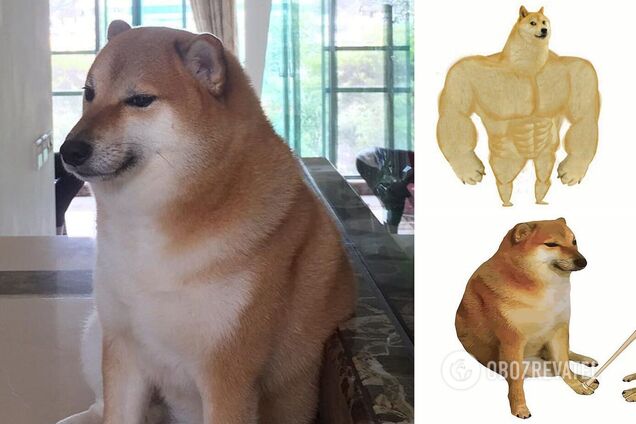 Умер пес Чимс, который был звездой популярного мема: он не пережил операцию