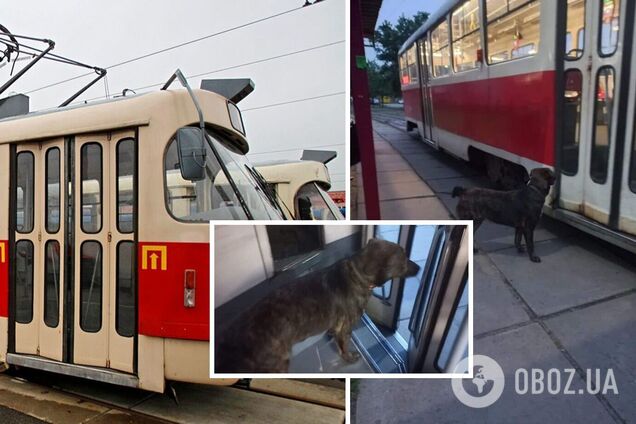 В трамвае заметили необычного пассажира