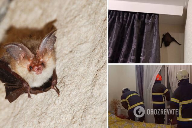 В Луцке в квартиру залетело три десятка летучих мышей: пришлось вызвать спасателей. Фото