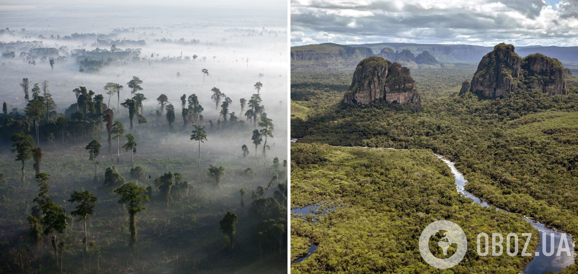 Катастрофа для Земли: ученые предупредили об угрозе полной гибели тропических лесов