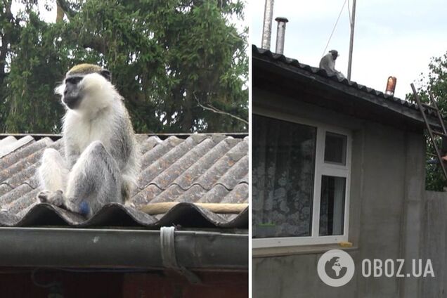 На Хмельниччині мавпа втекла з вольєра і покусала дитину: тварину досі не впіймали. Фото і відео