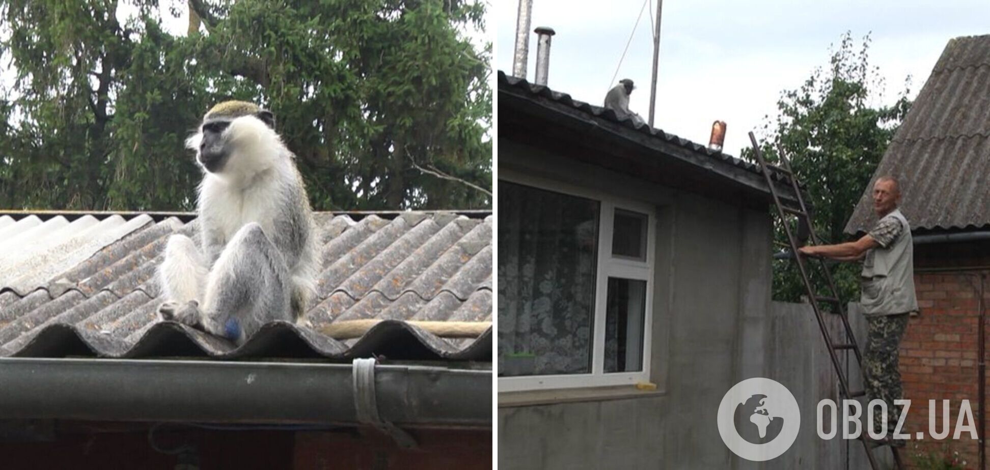 На Хмельниччині мавпа втекла з вольєра і покусала дитину: тварину досі не впіймали. Фото і відео 