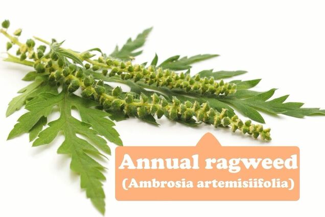 Сезон амброзії: правила виживання