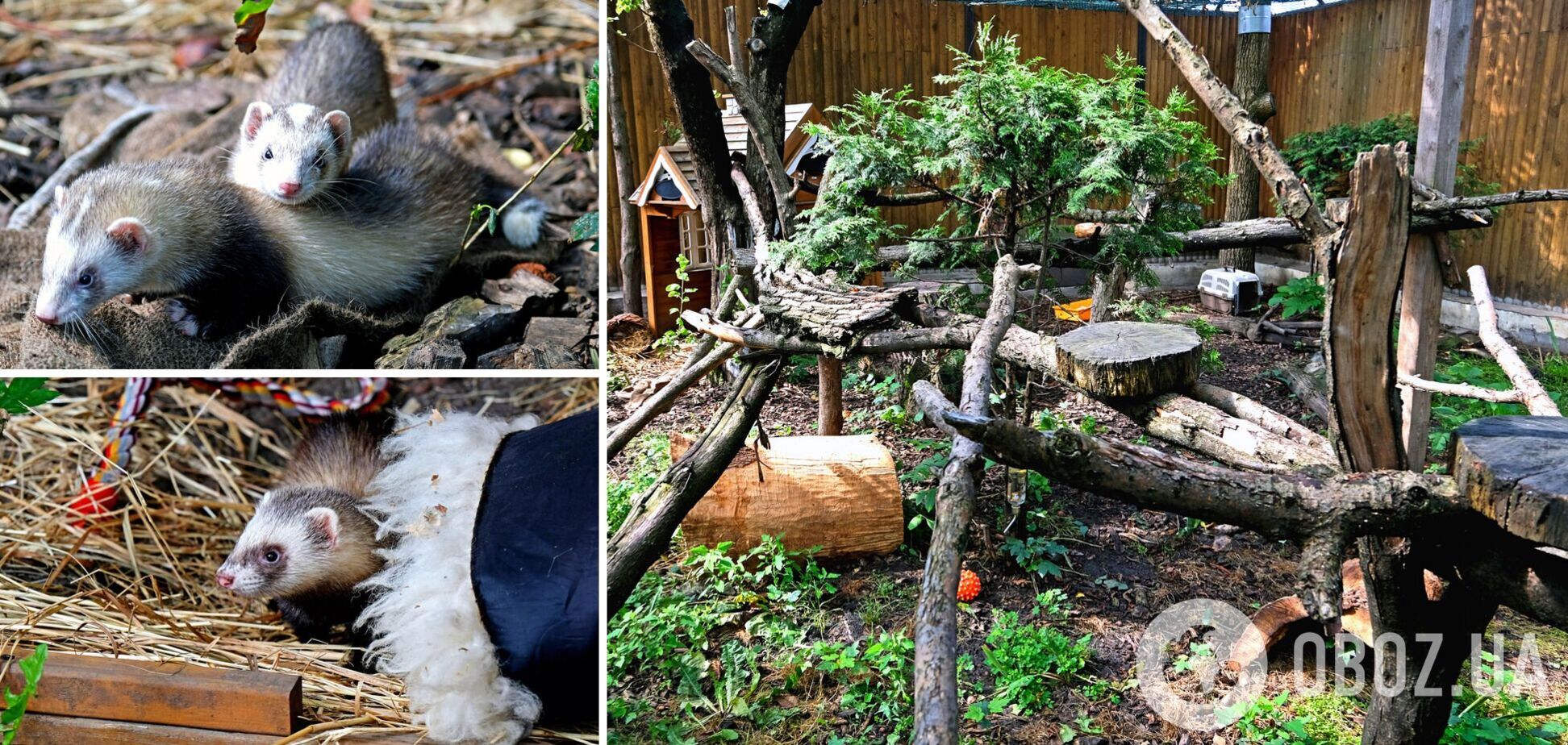 Для животных созданы все необходимые условия