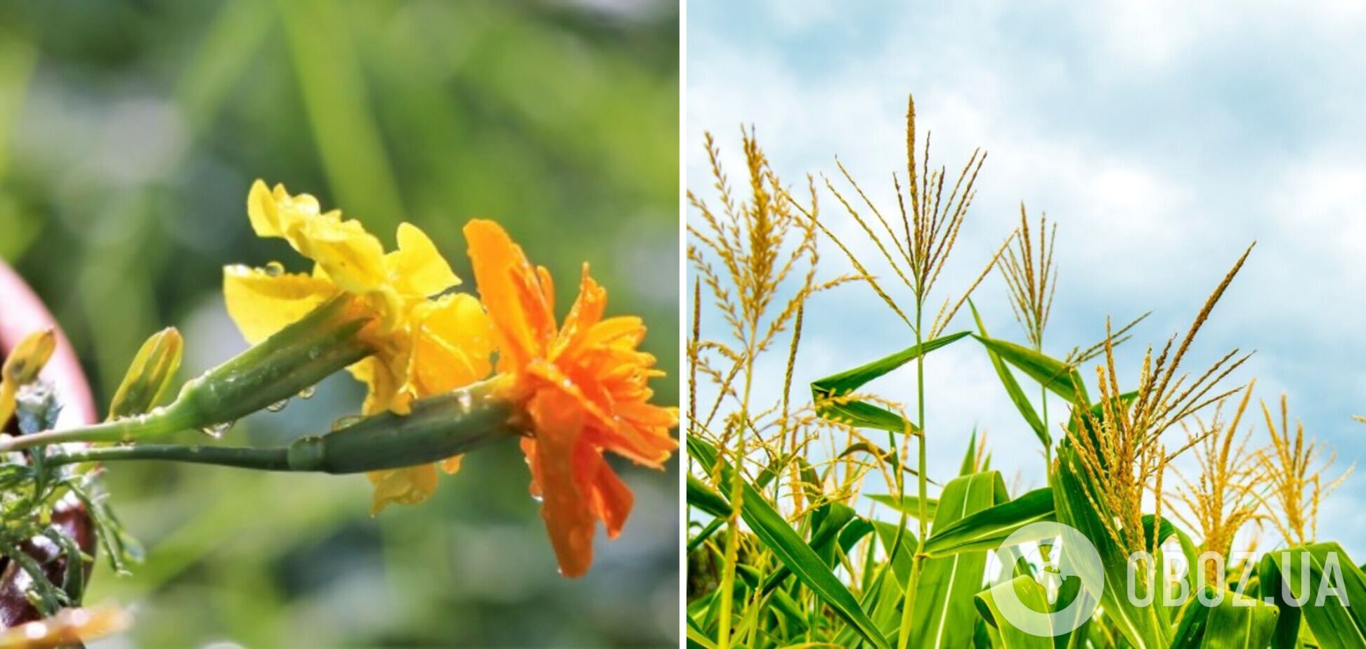 'Похолодание' до +32 градусов и немного дождей: синоптики дали прогноз погоды на вторник, 8 августа