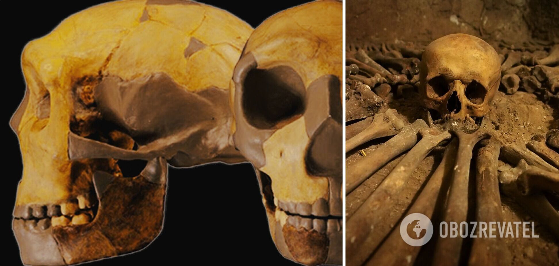 Знайдено череп невідомого раніше виду людини: у чому його особливість