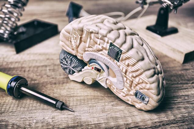 Секрет стройности – в голове? Структура мозга людей с лишним весом отличается от мозга стройных