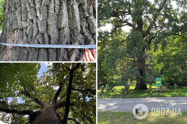 Дереву более 450 лет