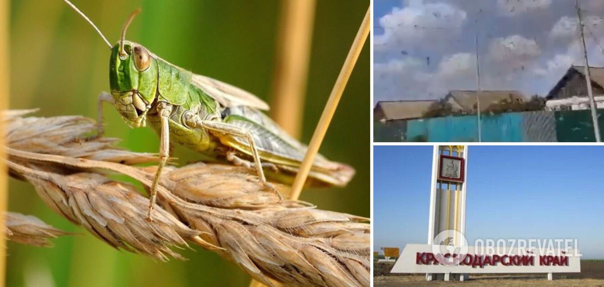 Кара небесна? У Краснодарському краї РФ поскаржилися на нашестя сарани: знищує все на своєму шляху. Відео