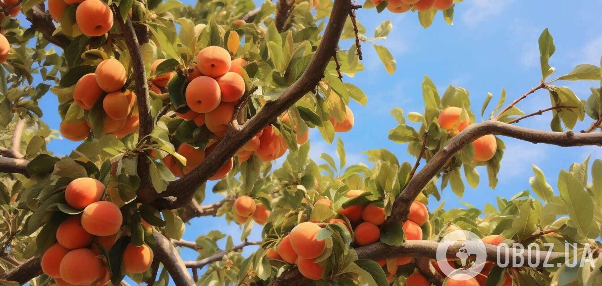 Як правильно обрізати абрикос восени: плодів буде, як на молодому