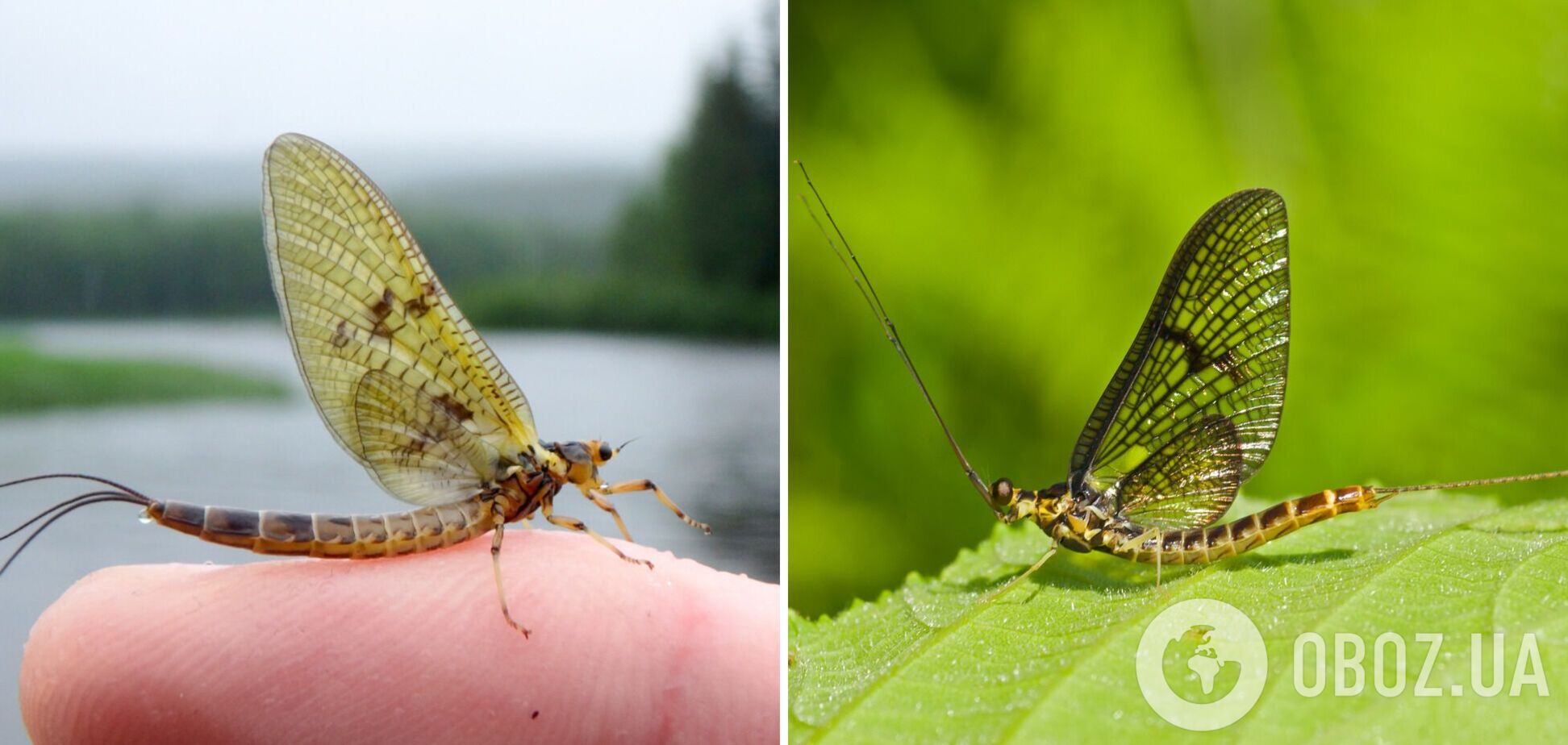 Яка тварина має найкоротше життя: деякі помирають уже через 5 хвилин