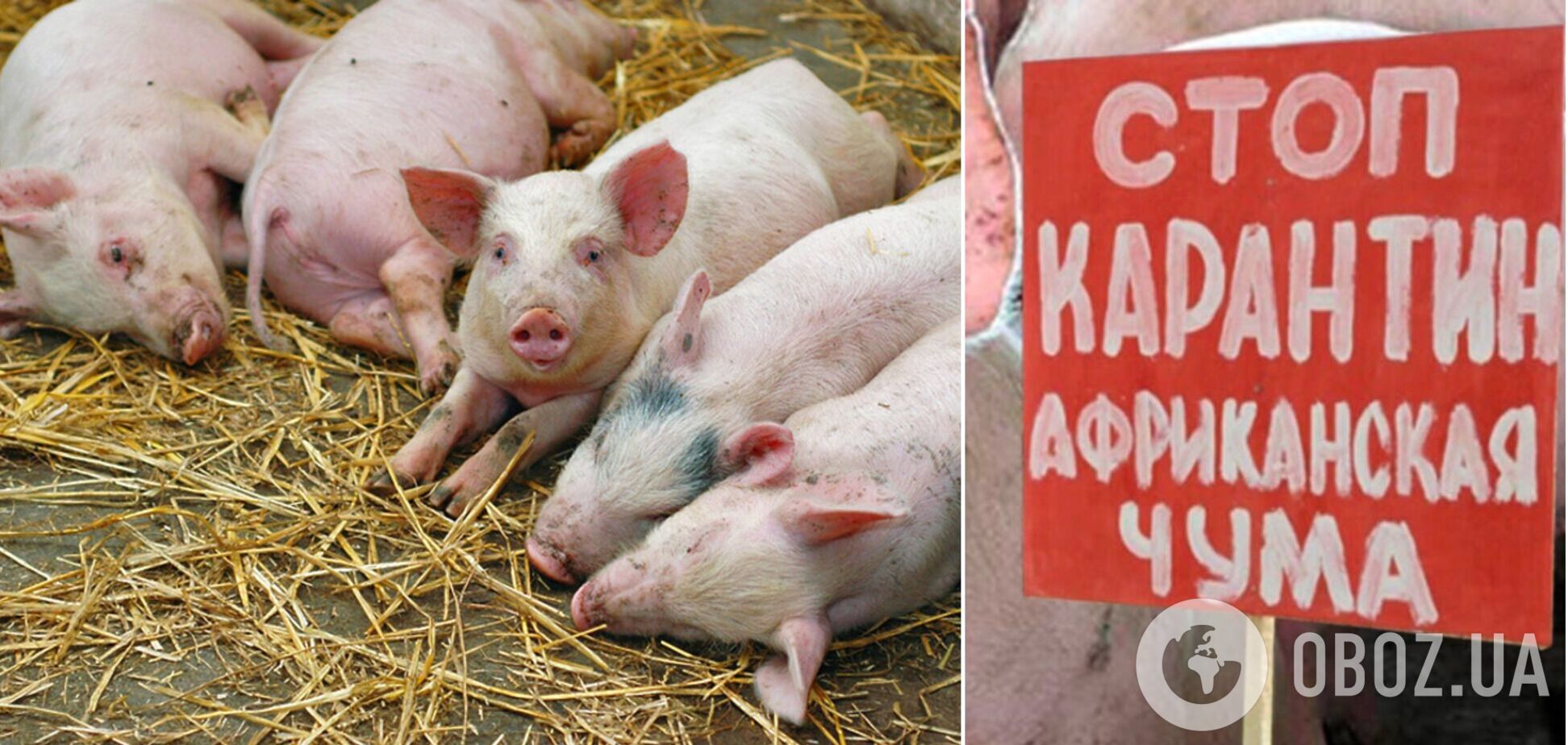 На Київщині спалах африканської чуми свиней