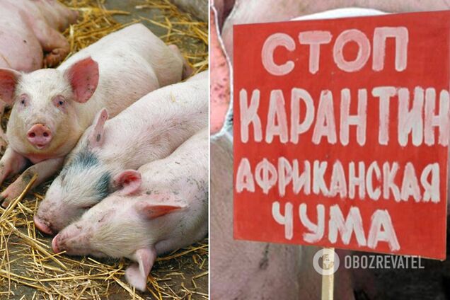 В Киевской области вспышка африканской чумы свиней