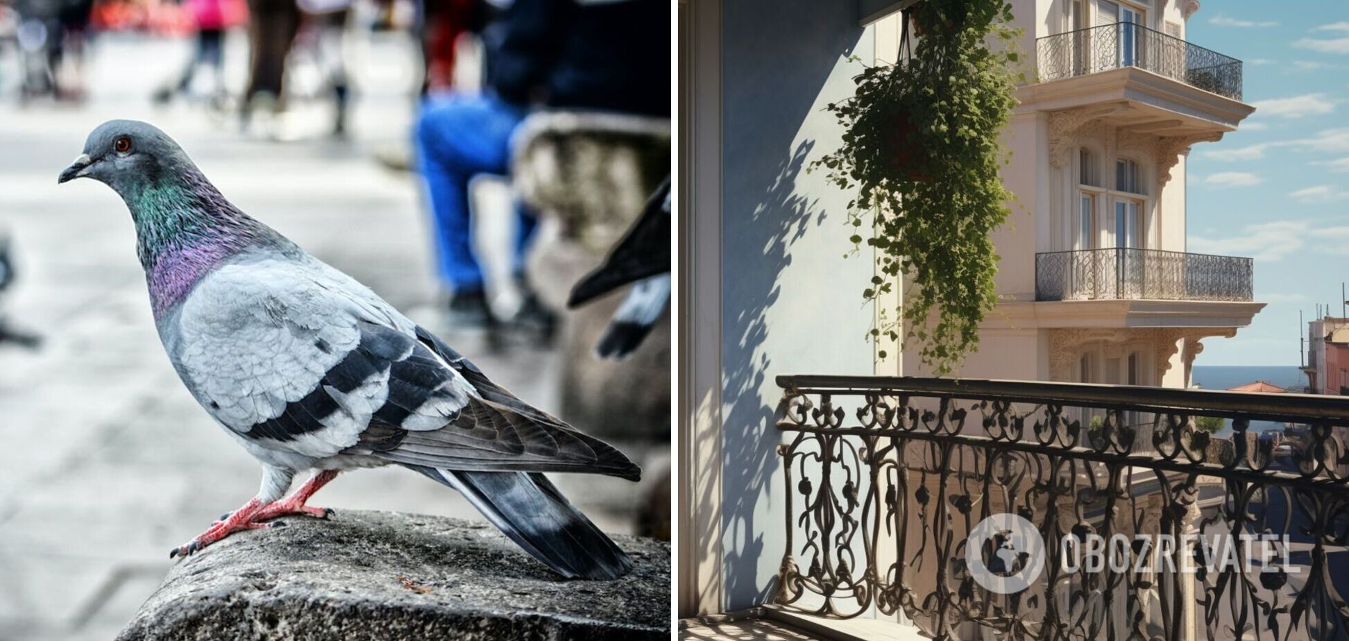 Как спасти свой балкон от помета надоедливых голубей: эффективное средство