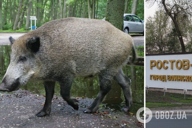 Втекли з біолабораторії в Україні? Російський Ростов атакували дикі кабани. Відео