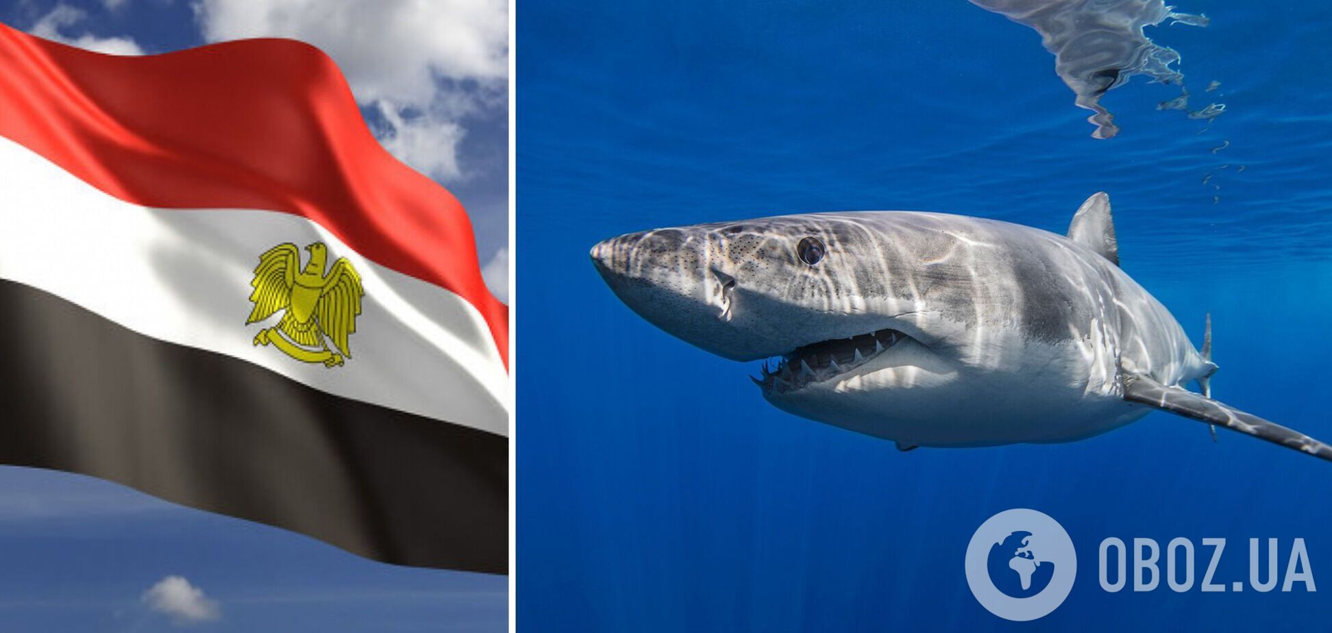 На популярному курорті Єгипту акула вкусила жінку за плече: пляж закрили на невизначений термін