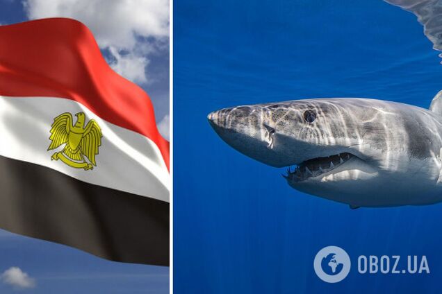 На популярном курорте Египта акула укусила женщину за плечо: пляж закрыли на неопределенный срок
