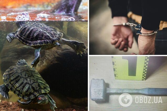 В Одессе мужчина украл у соседки черепаху, сварил ее и съел: ему грозит до 8 лет тюрьмы