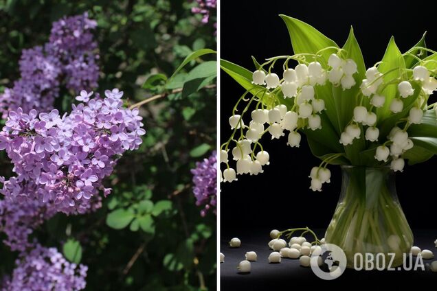 Як українською будуть 'ландиши' і 'сірєнь': правильні назви квітів