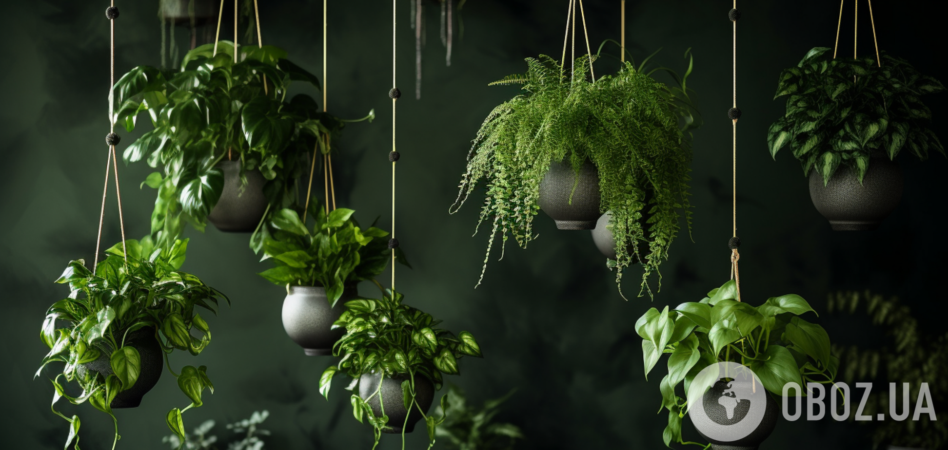 Стануть окрасою: найкращі висячі рослини для дому