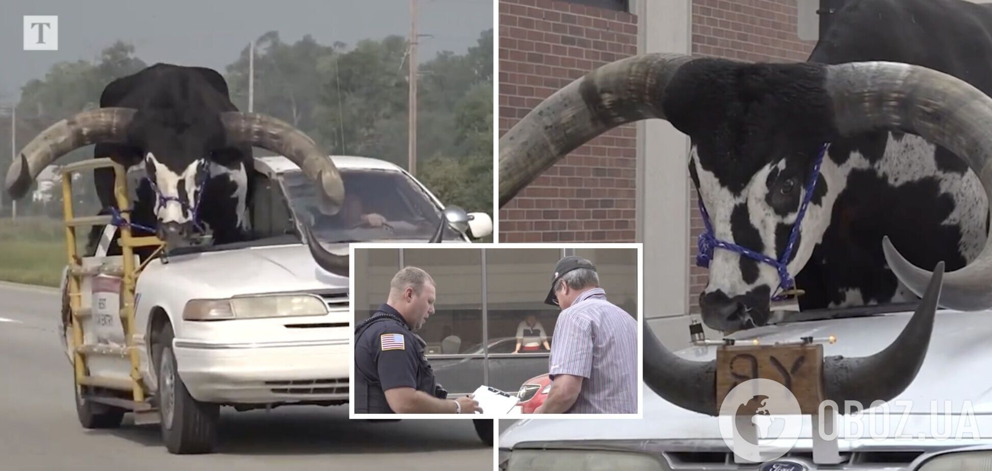 У США поліція зупинила водія, який перевозив велетенського буйвола на пасажирському сидінні. Відео