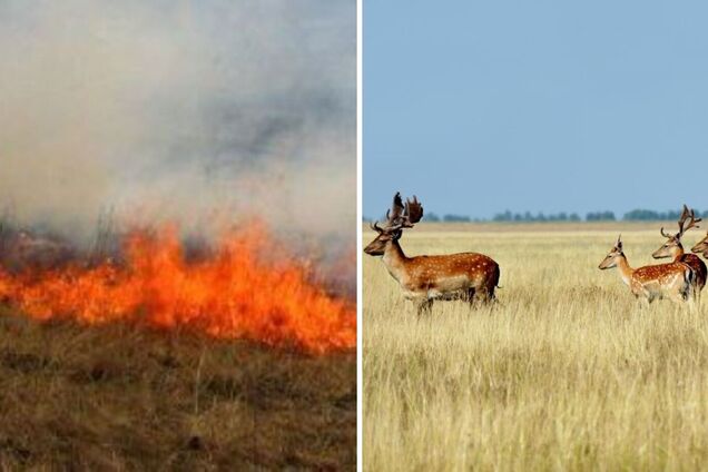 Біосферний заповідник 'Асканія-Нова' знову палає: у вогні близько 7 тис. га. Відео