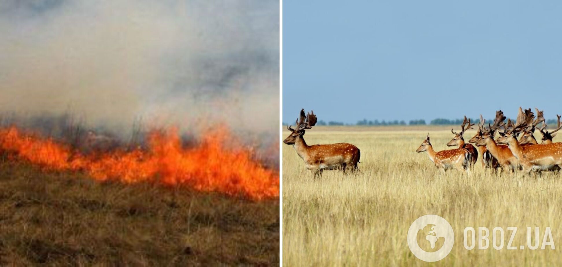 Биосферный заповедник 'Аскания-Нова' снова пылает: в огне около 7 тыс. га. Видео
