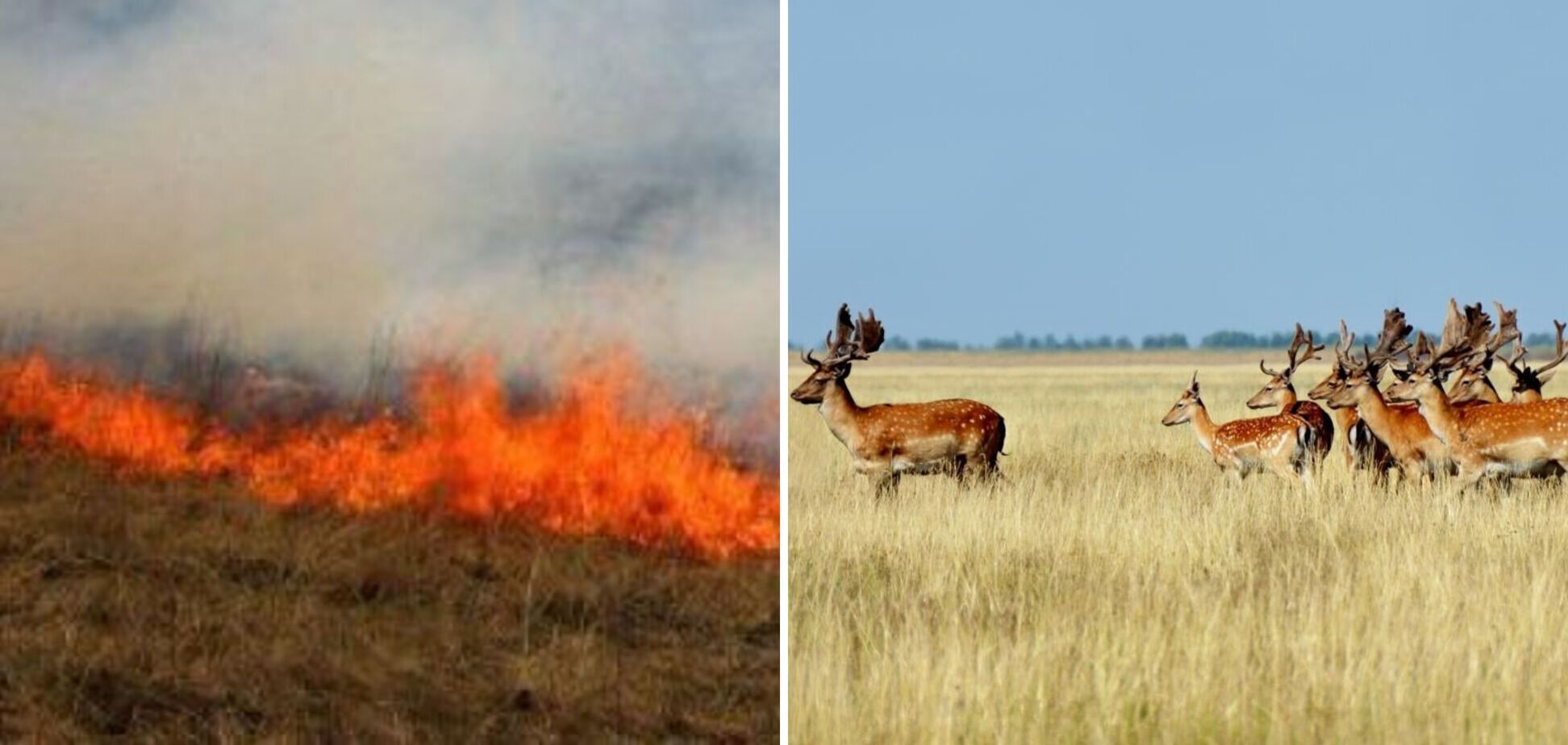 Биосферный заповедник 'Аскания-Нова' снова пылает: в огне около 7 тыс. га. Видео