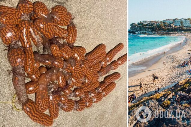 Пляж в Австралии укрыло загадочными существами, похожими на инопланетян. Фото