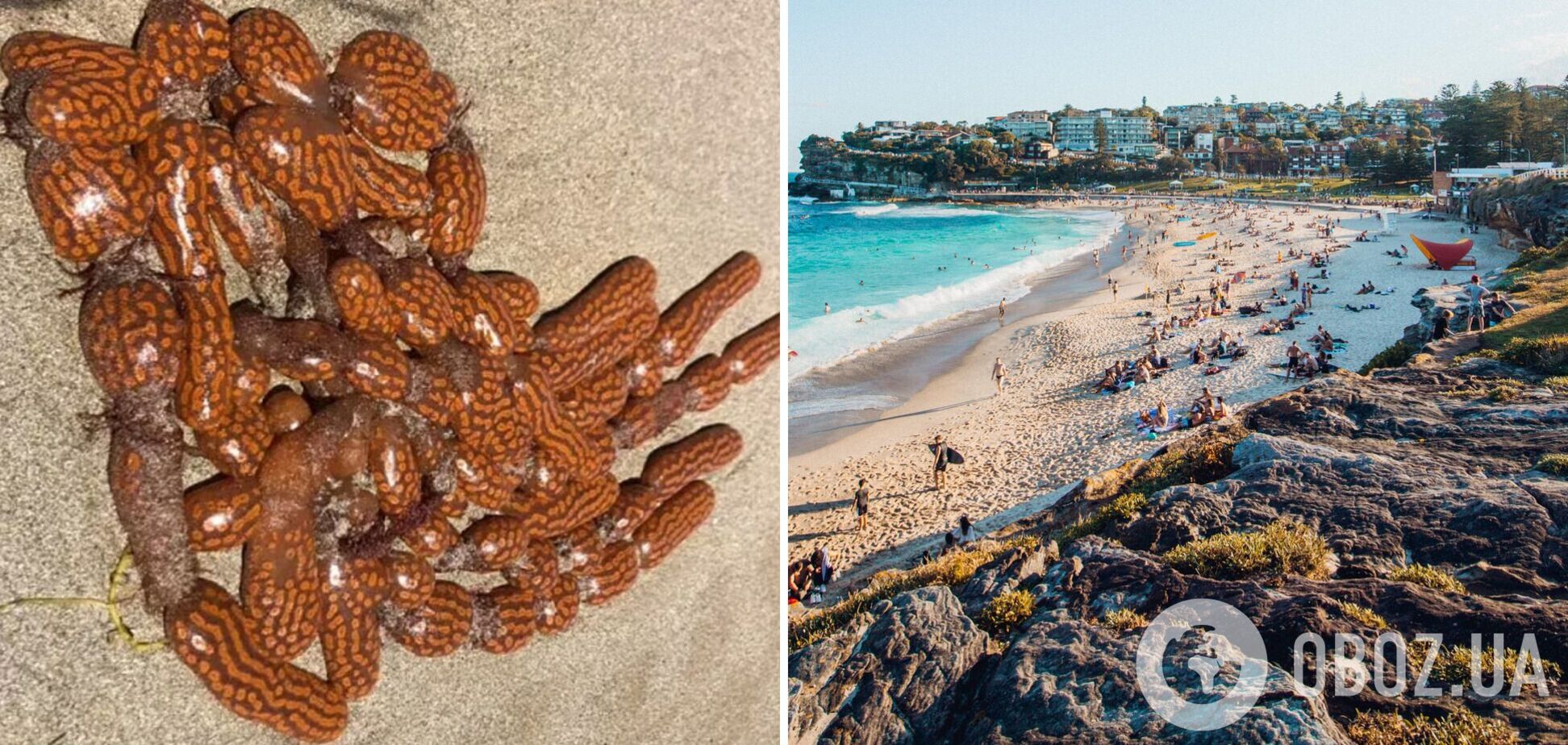 Пляж в Австралії вкрило загадковими істотами, схожими на інопланетян. Фото