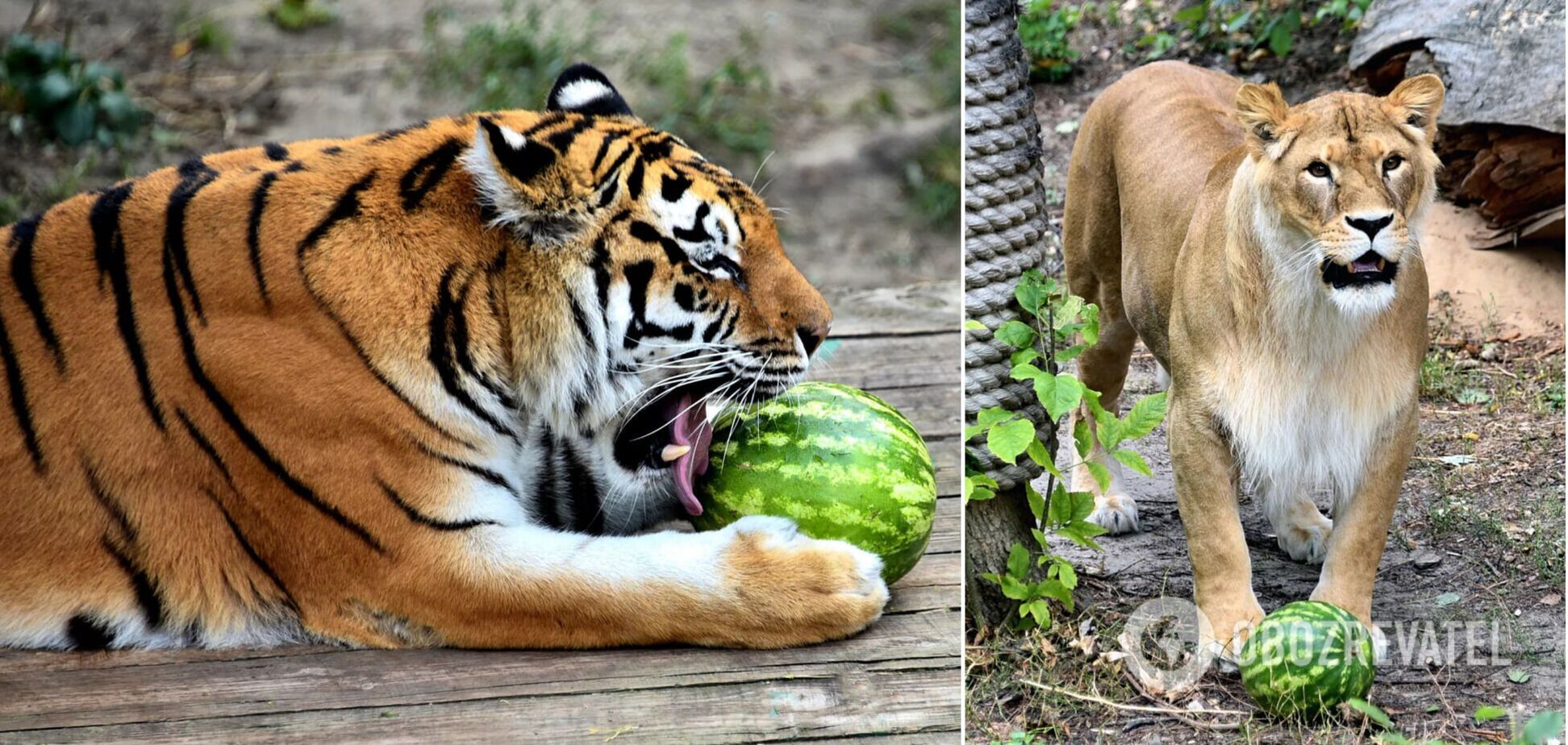 На выходных устроят арбузный уик-энд для тигров и львов
