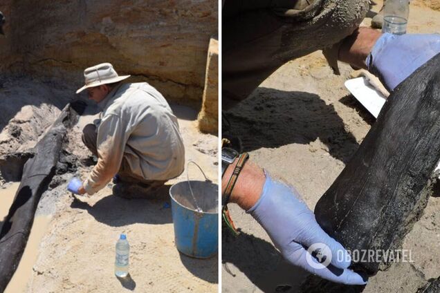 Археологи обнаружили деревянный 'крест', которому 476 000 лет: он старше современных людей