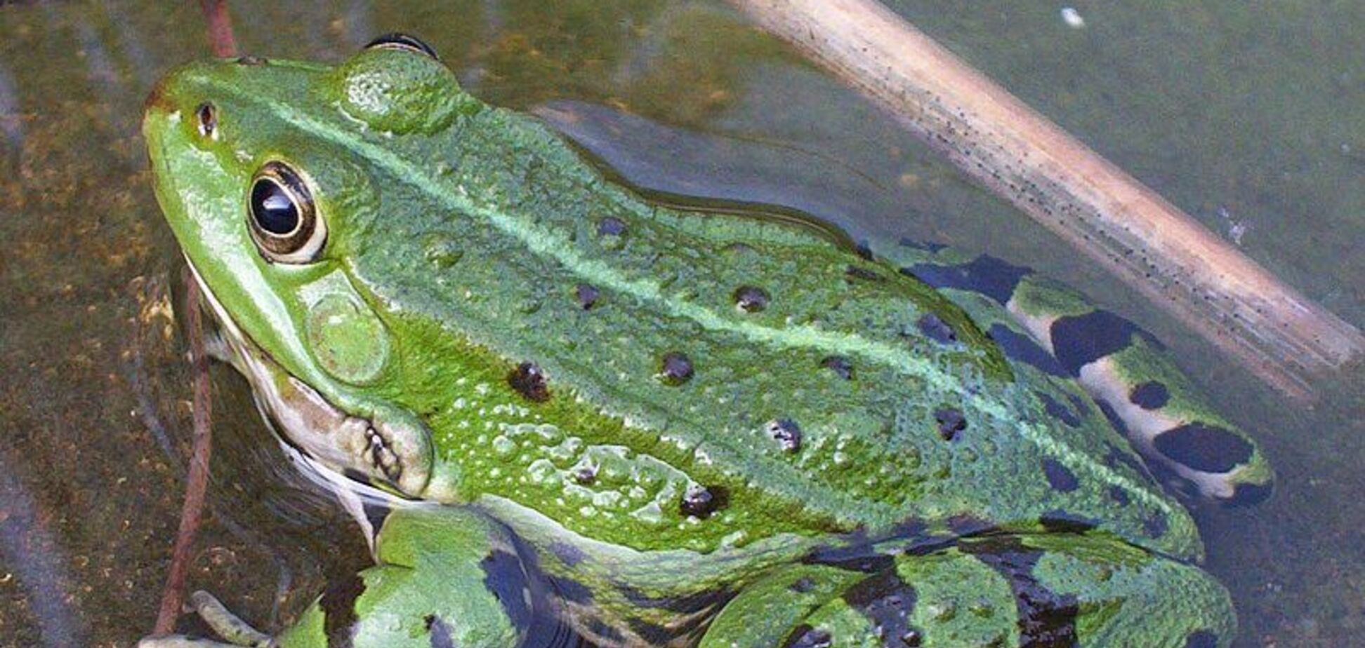 Про французьку кухню, або Як мале чортеня село до делікатесів хотіло привчити