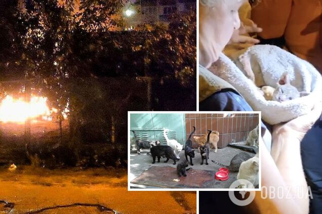 В Киеве сгорел приют для животных 'Котобаза', погибли коты: местные говорят о подрыве. Видео