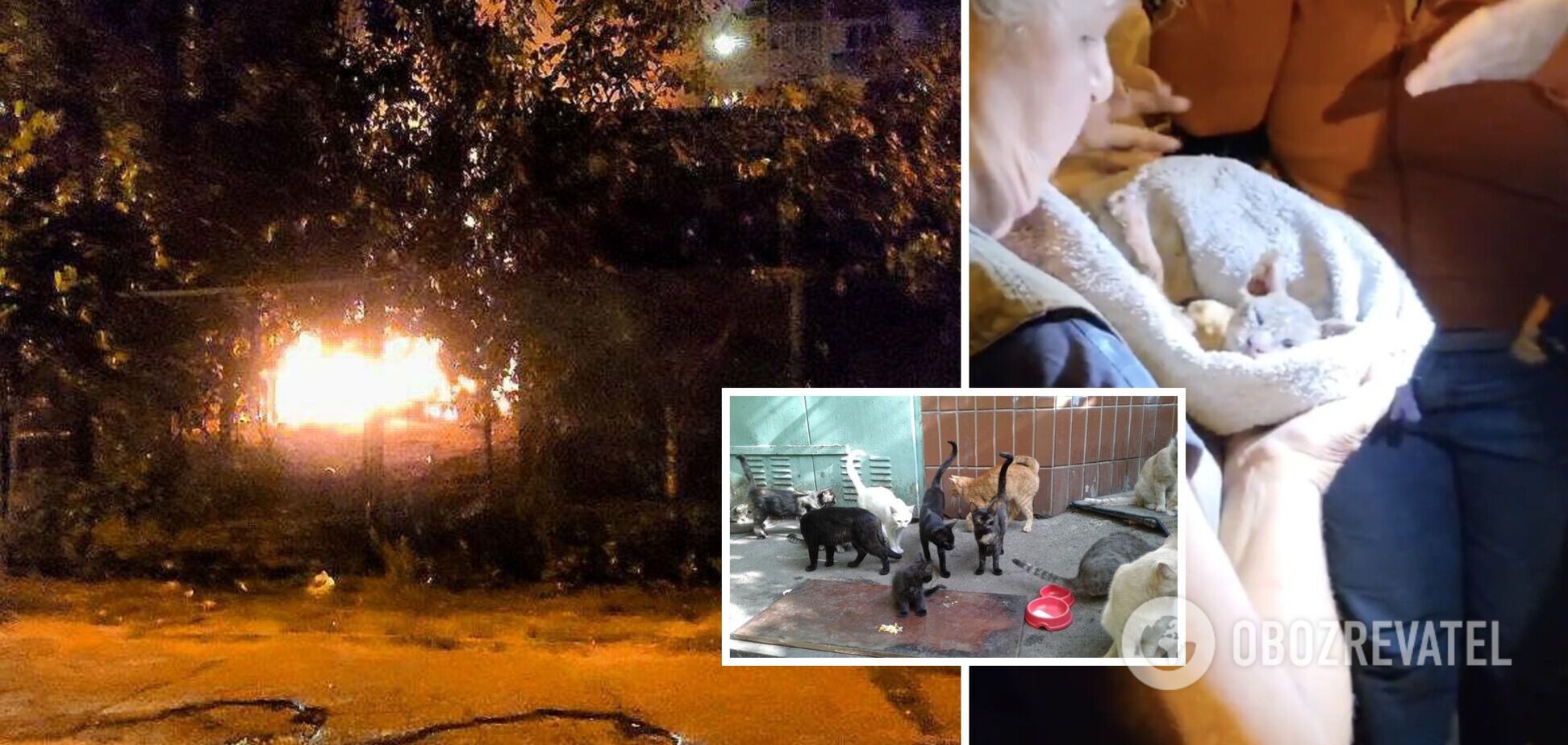 В Киеве сгорел приют для животных 'Котобаза', много котов погибло: местные говорят о подрыве. Видео