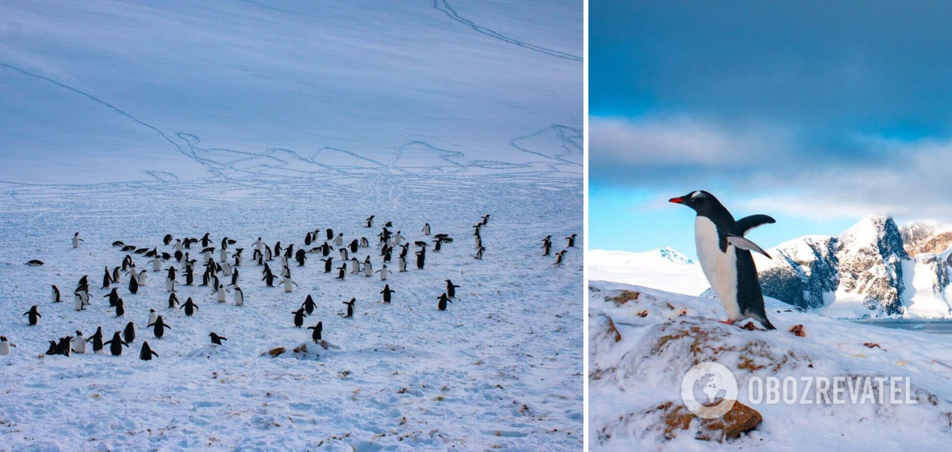 Станцию 'Академик Вернадский' заполонили пингвины для гнездования. Фото