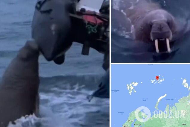 'Захищала свою територію': моржиха напала на човен росіян у Північному Льодовитому океані. Відео