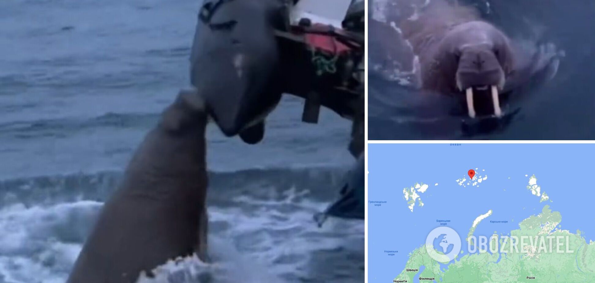 'Защищала свою территорию': моржиха напал на лодку россиян в Северном Ледовитом океане. Видео