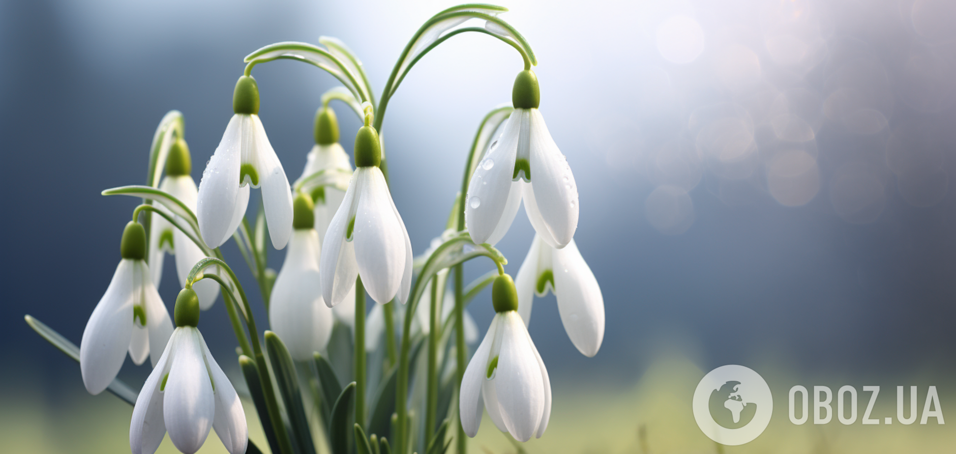 Когда нужно высаживать весенние первоцветы: взойдут сразу, как растает снег