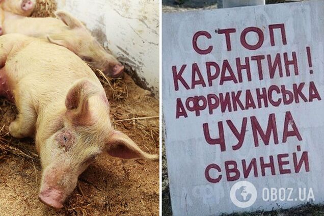 В одному з лісопаркових господарств виявили спалах АЧС