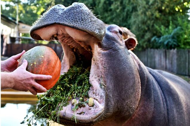 В зоопарке устроят арбузно-тыквенный уикенд