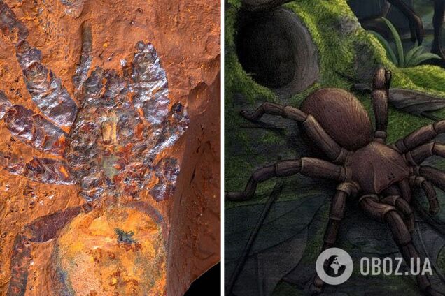 Обнаружены останки древнего паука-'гиганта': посмотрите фото и порадуйтесь, что он исчез миллионы лет назад