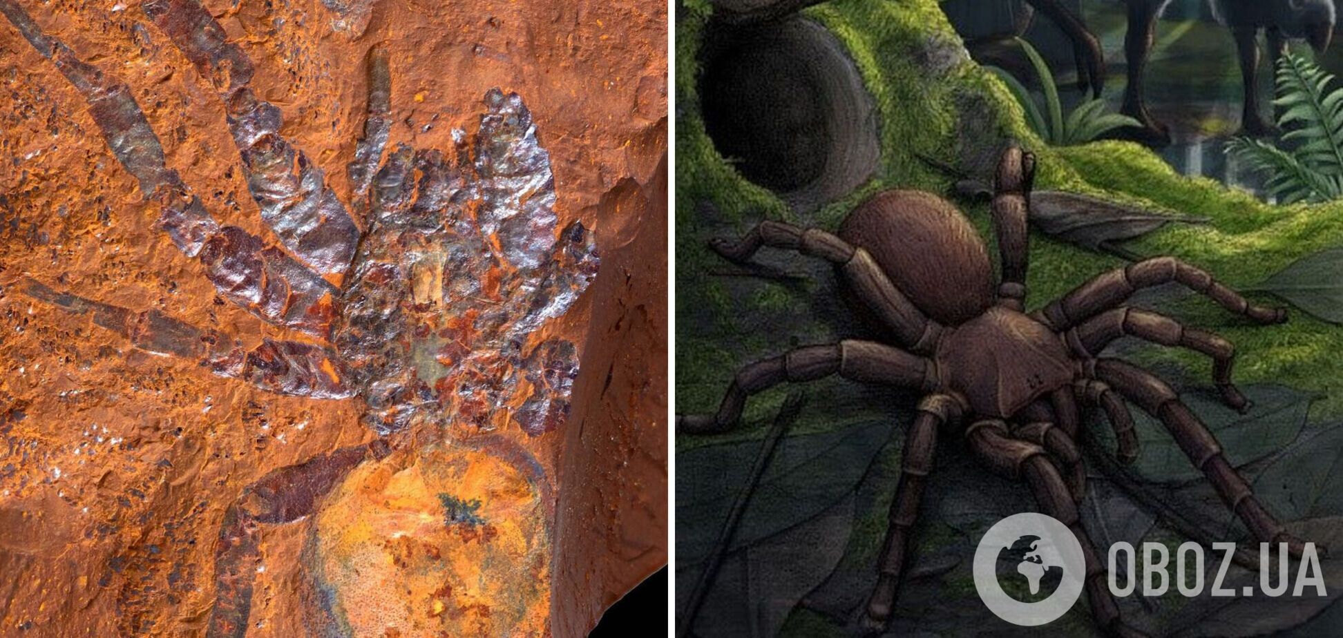 Виявлено рештки прадавнього павука-'гіганта': подивіться фото і зрадійте, що він зник мільйони років тому