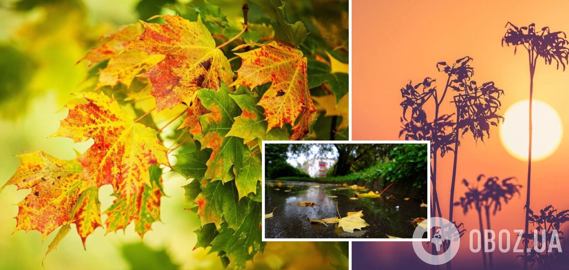 В Україні у вересні вдарять заморозки: синоптик дав детальний прогноз і розповів, коли чекати похолодання